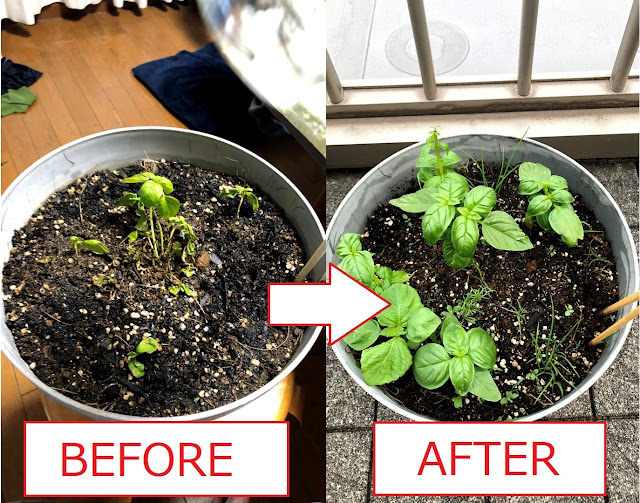 1 Simple Care and 3 Points to Revive damaged / dying Basil