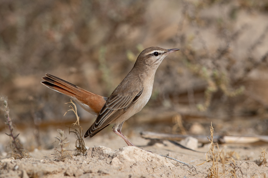Birds of Saudi Arabia: Rufous-tailed Scrub Robin – Jubail