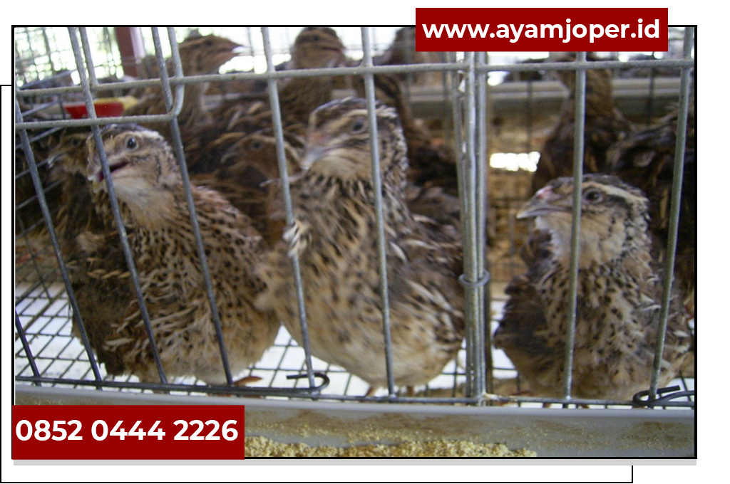 Jual Puyuh Petelur Bibit Puyuh Jambi