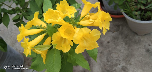 tecoma stans flower