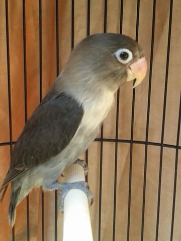 Harga Lovebird Batman Dakocan Pastel Biru Biru Mangsi Dan