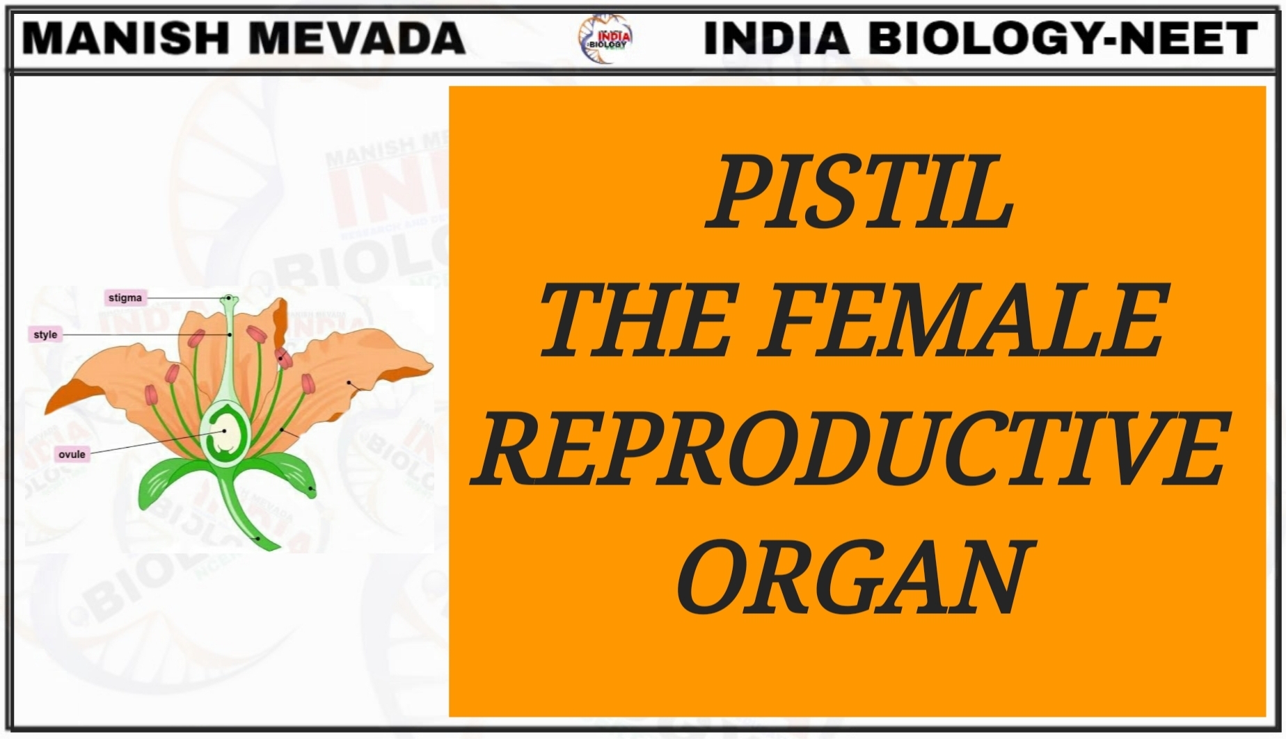 PISTIL THE FEMALE REPRODUCTIVE ORGAN