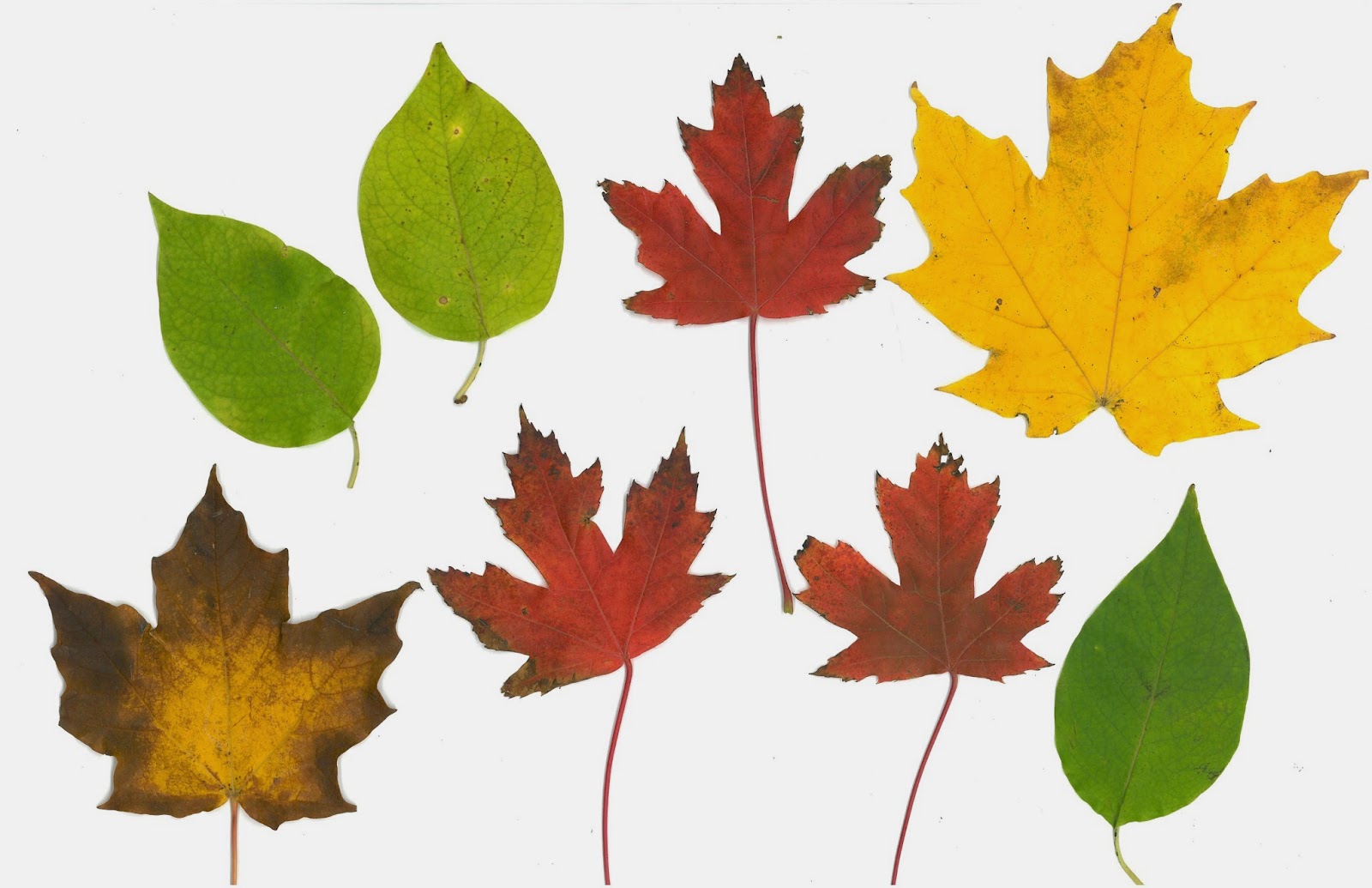 Scan Of Fall Leaves Printable Marcia Beckett Scan Of Fall Leaves Printable Marcia Beckett