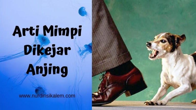 Arti Mimpi Dikejar Anjing Bermakna Baik Dan Buruk Terlengkap - Blog Nurdin  Sikalem