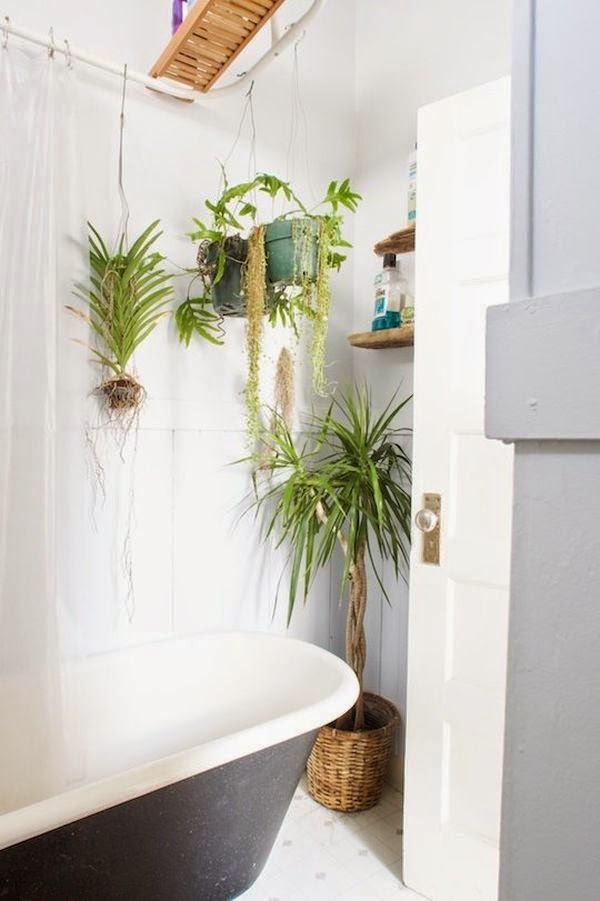 Las Mejores Plantas para el Cuarto de Baño | Baños y Muebles