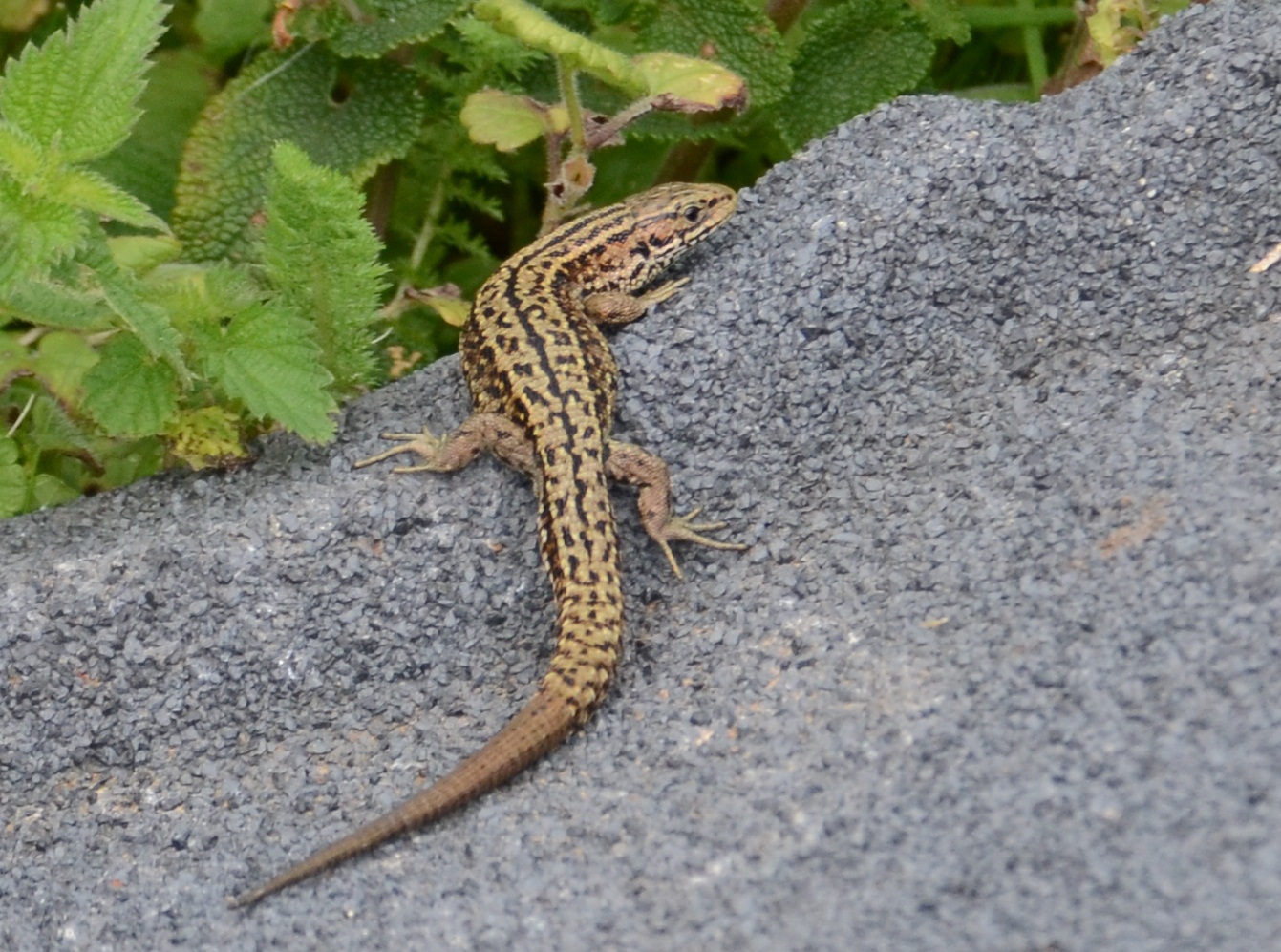 The Skomer Island Blog: September 2012