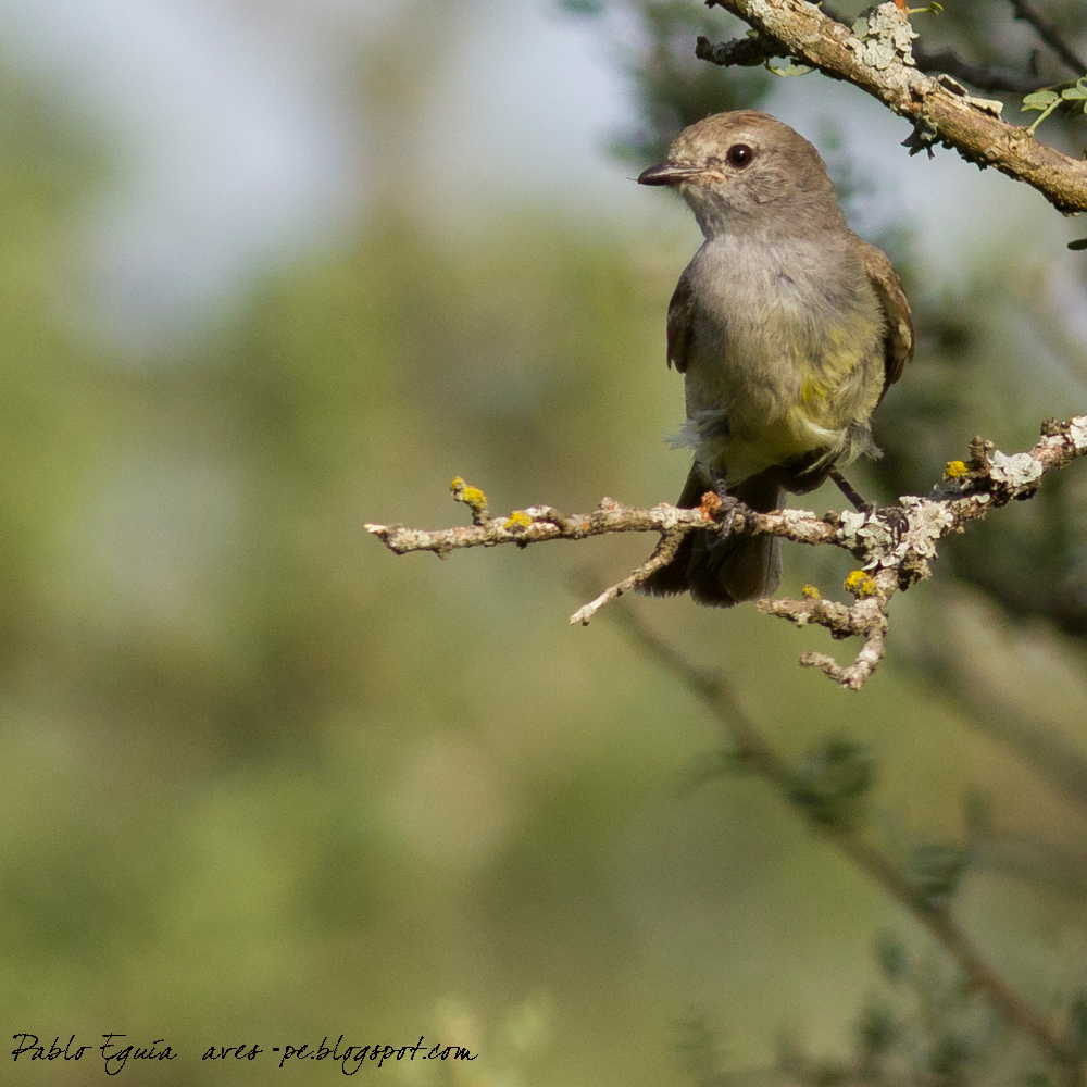 mis fotos de aves Sublegatus modestus Suirirí Pico Corto Southern