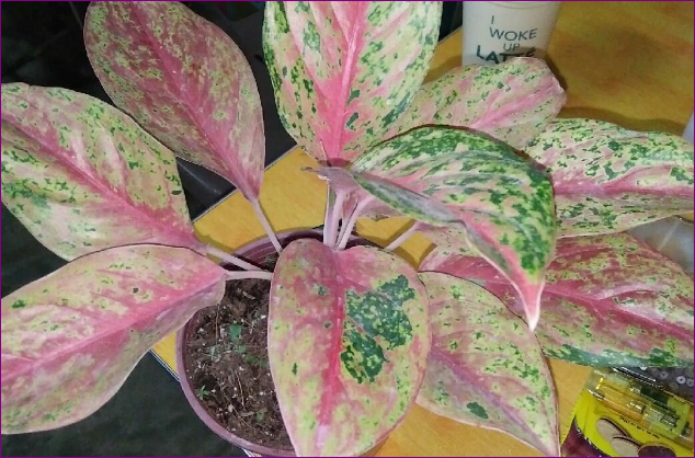 6 Jenis Aglaonema Thailand yang Populer di Indonesia 6 Jenis Aglaonema Thailand yang Populer di Indonesia