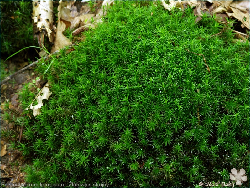 Polytrichastrum formosum - Złotowłos strojny