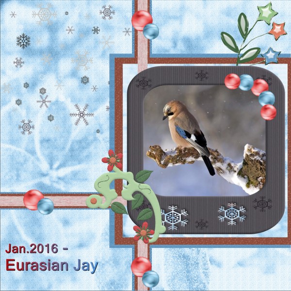 Jan.2016 - Eurasian Jay