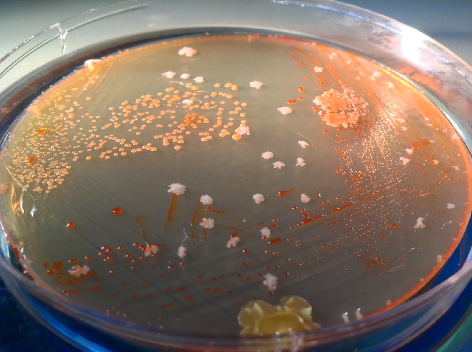 Micro Gaia Una colonia bacteriana en 3D 