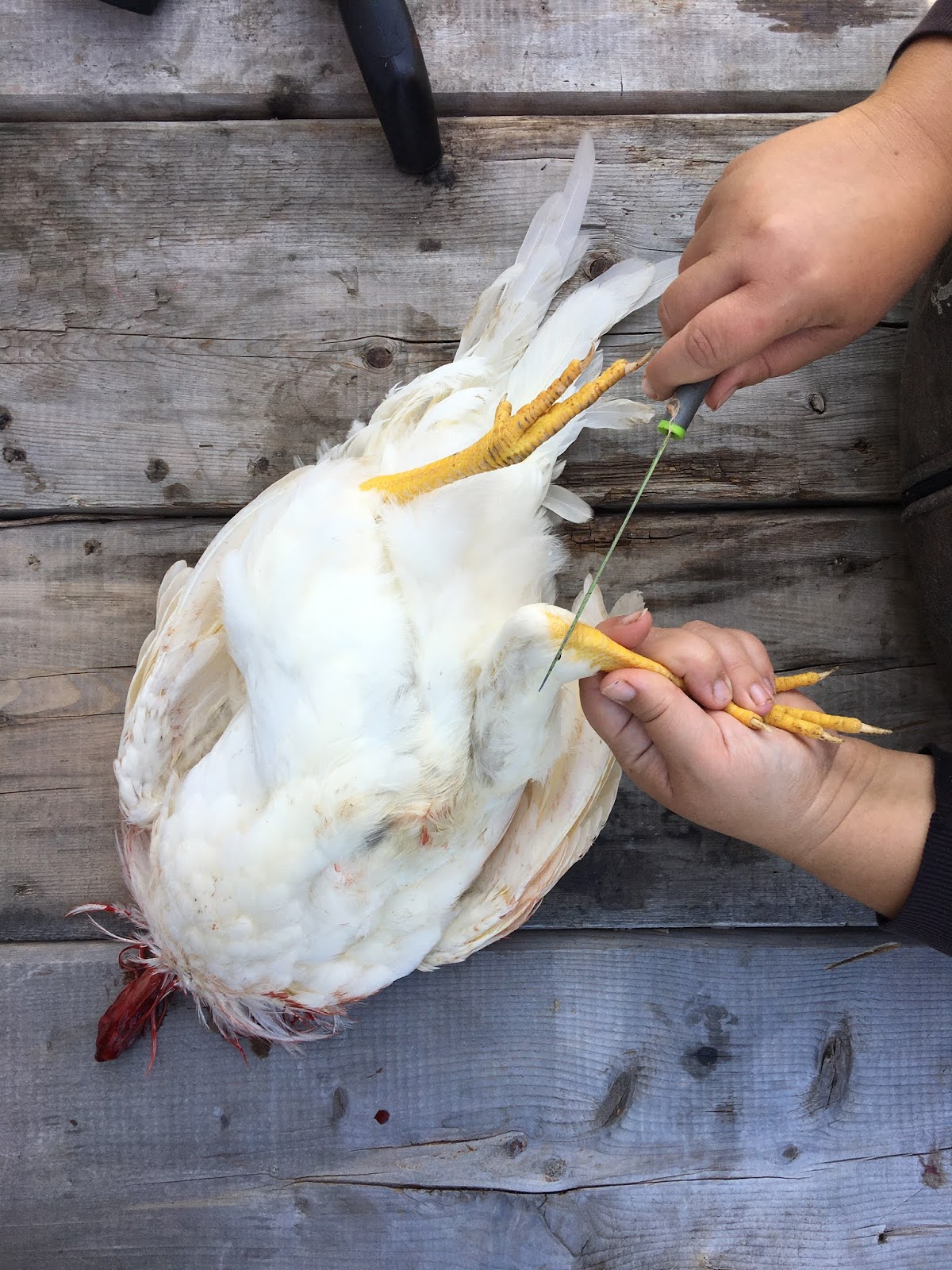 How To Butcher And Skin A Chicken Step By Step With Pictures The Petite Plantation