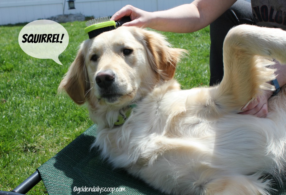 span golden retriever the attention span of a span golden retriever the attention span of a