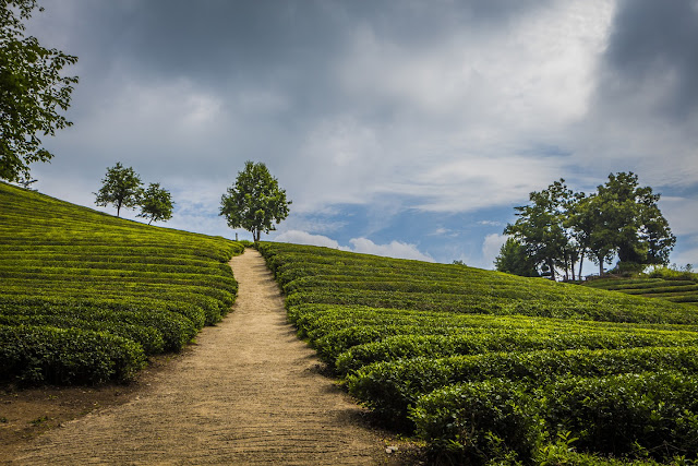 Explore South Korea's largest tea plantation