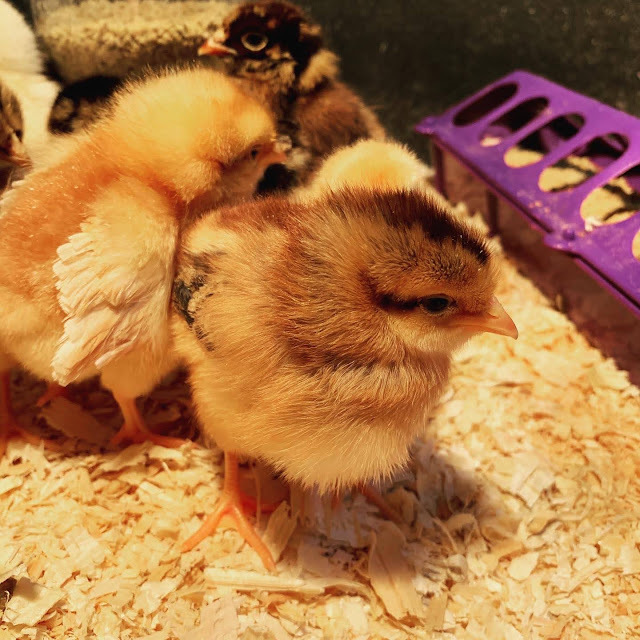 Ruple Farms - baby chicks 2021