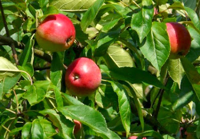 Καλλιέργεια μηλιάς