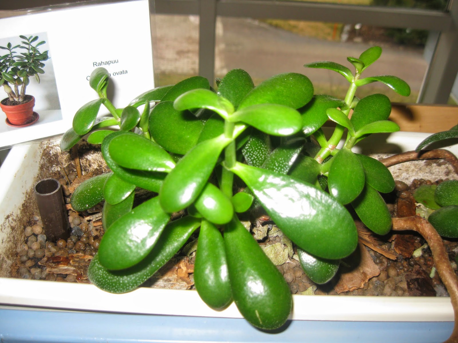 KasviKuningatar: Crassula ovata, rahapuu