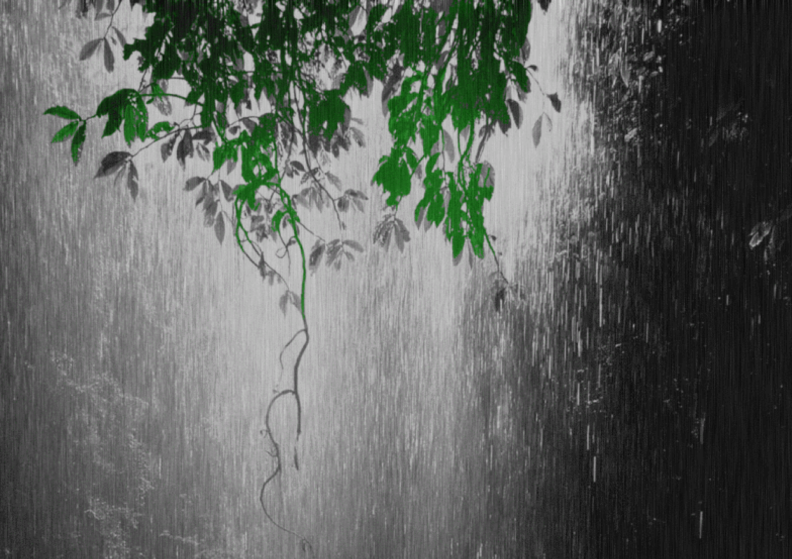 Дождь живая природа. Дождь анимация. Сильный дождь. Дерево под дождем. Ливень анимация.