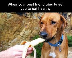 dog eating banana, dog eat healthy, weight loss jokes, weight loss humor