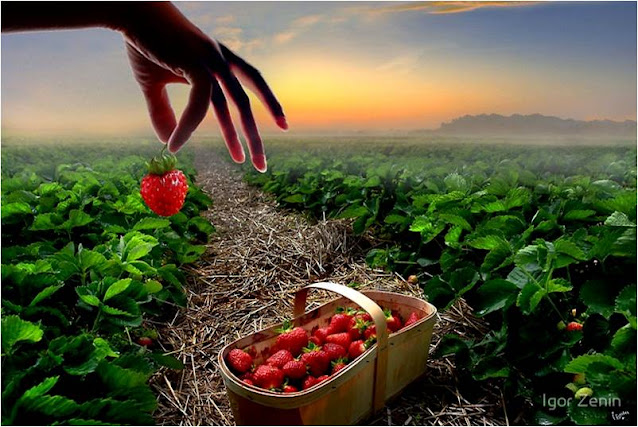 Φράουλα - Strawberry