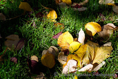 Toamna-Autumn-Herbst-Otoño-Toamna-Φθινόπωρο-Ősz