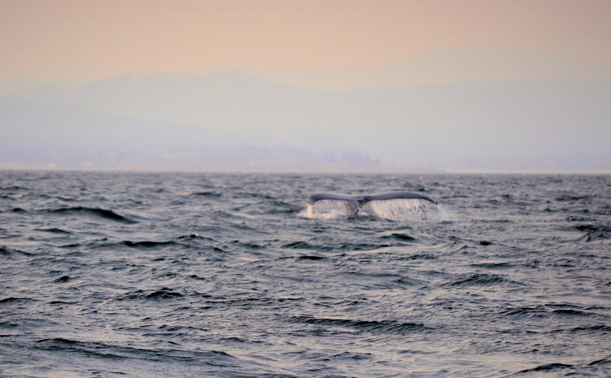 whale watching san juan island