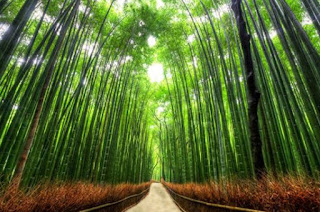 Tanaman Bambu Tanaman Bambu