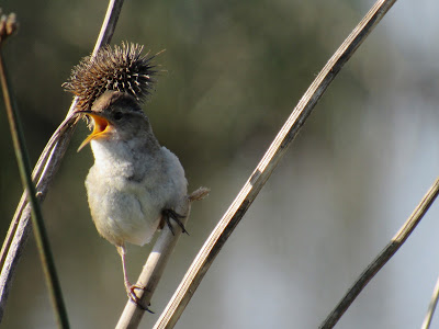 marsh wren