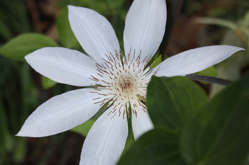 types of flowers a z Clematis Pruning Types | 800 x 533