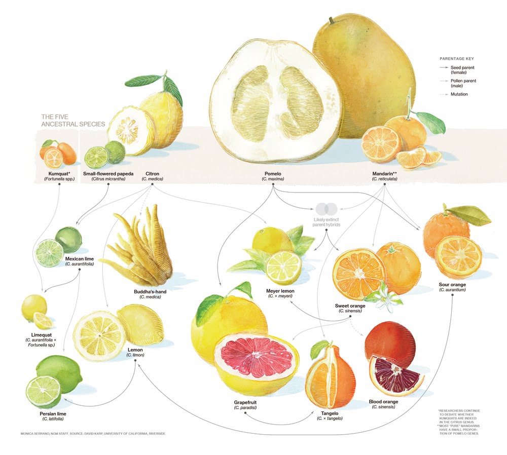 Species New to Science [Botany • 2018] Genomics of the Origin and