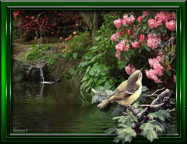 Песни птицы живых. Птицы в весеннем саду. Весенний пейзаж...анимации....