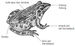 Contoh Ciri  Jenis Hewan  Bertulang Belakang Vertebrata  