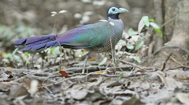 Burung Tokhtor Sumatera