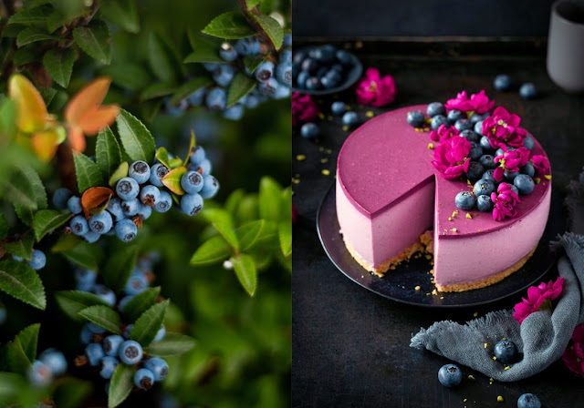 Die blauen Beeren sind los: Cheesecake mit Heidelbeeren ~ Moderne ... Die blauen Beeren sind los: Cheesecake mit Heidelbeeren ~ Moderne ...