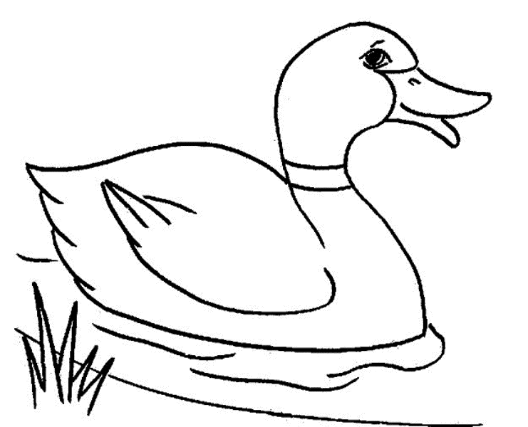 Contoh Gambar Mewarnai Bebek Lucu KataUcap