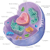 Nucleus discovery funtion its chemical composition and variation in animals regarding number of nucleus