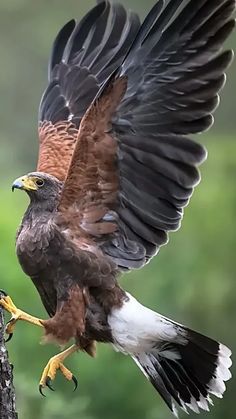 eagle images