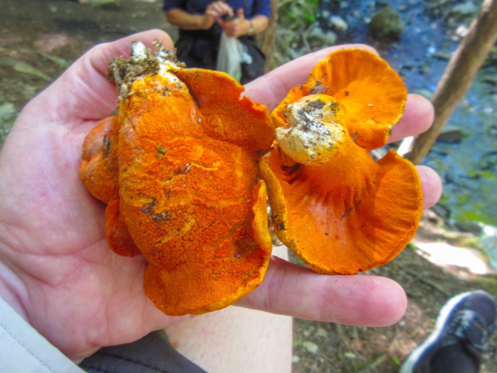 Cannundrums Chanterelle, Black Chanterelle and Lobster Mushrooms