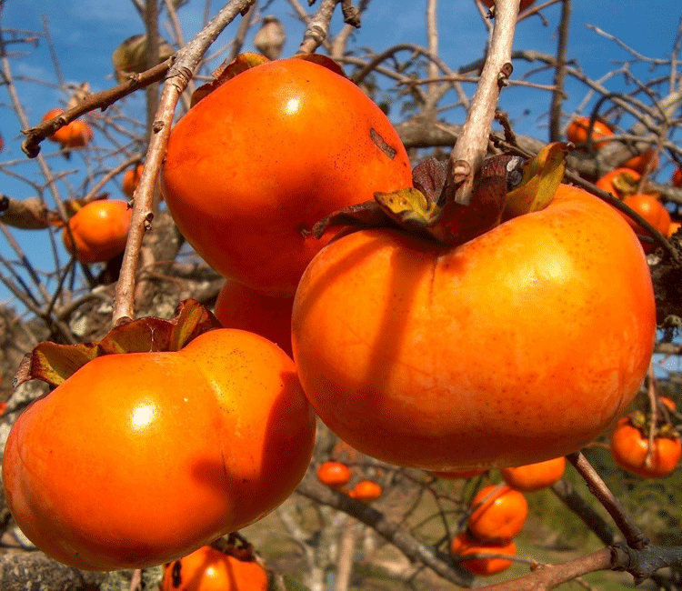 Japani phal (Japanese fruit persimmon)
