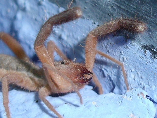 VILLENATURA Gluvia dorsalis