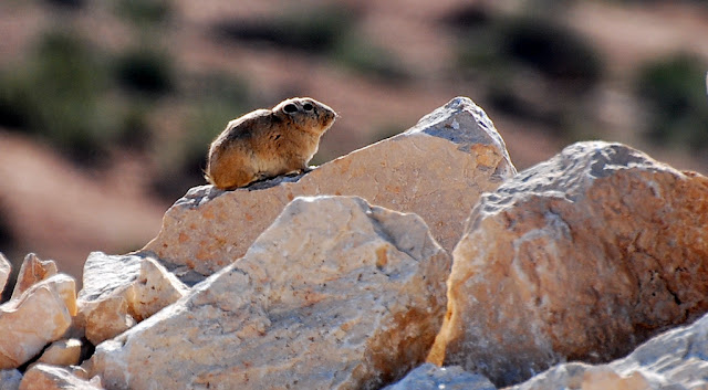 Ctenodactylus gundi Ctenodactylus gundi