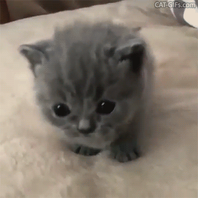 Cute Kitten GIF • Little blue Munchkin kitty - doing the cutest catwalk - loves to be gently petted ♥ Cute Kitten GIF • Little blue Munchkin kitty - doing the cutest catwalk - loves to be gently petted ♥