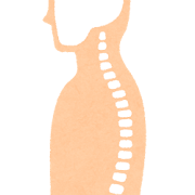 背骨のイラスト（横から）
