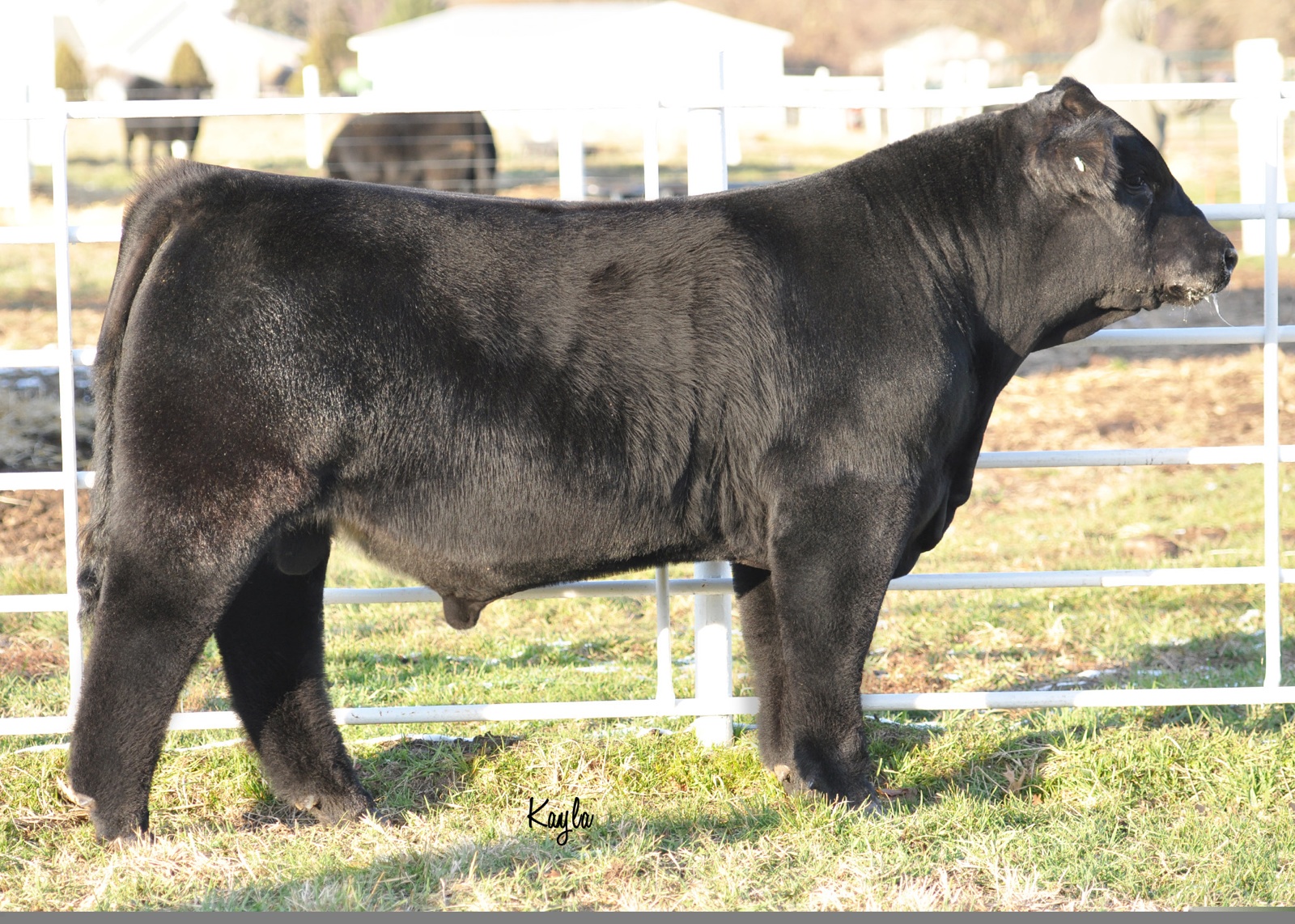 DIAMOND G CATTLE CO. From Cash Langford Indiana
