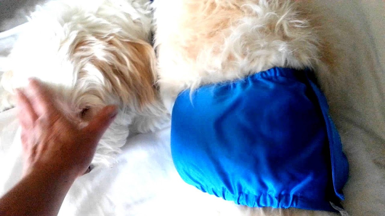 Male Dog Incontinence Diapers Diaper Choices
