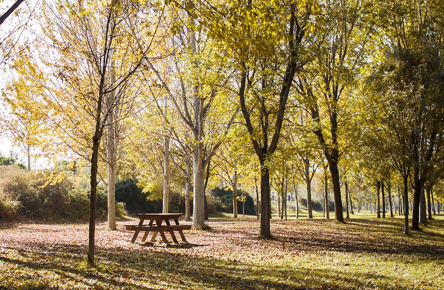 zaragoza otoño fotografía