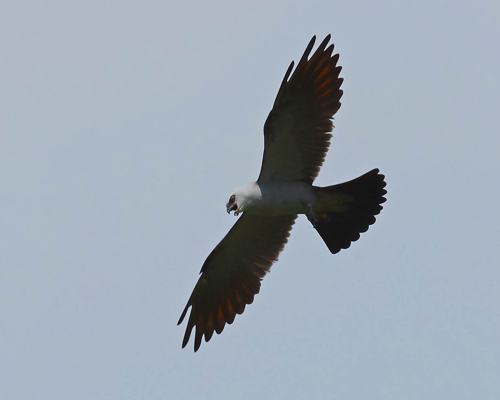 Ohio Birds and Biodiversity Kite Day '11
