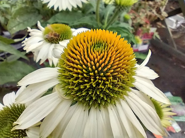 Moto G Pro Camera