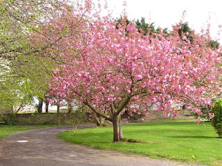 Fond d'écran printemps