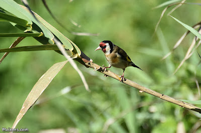 Cadernera (Carduelis carduelis)